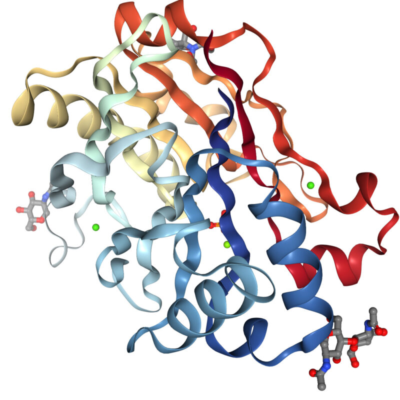 Deoxyribonuclease I (DNase I)