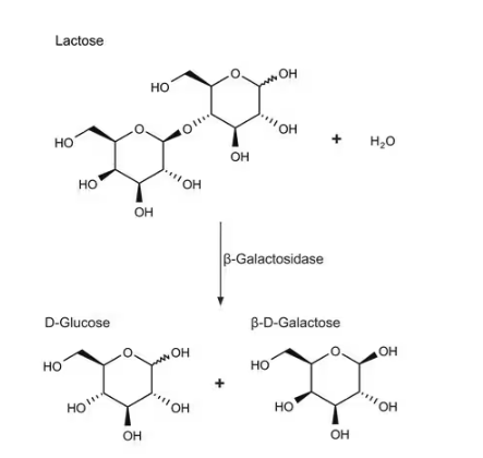 β-Galactosidase from Escherichia coli, CAS# 9031-11-2