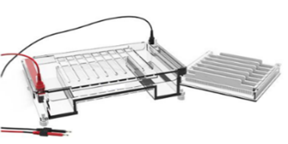 Horizontal Electrophoresis Tank